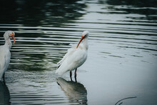 Beautiful Shot Of A White Wading Birds Standing In The Lake With Blurred Background
