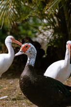 Close Up Selective Focus Shot Of A Black Muscovy Duck And Two White Ducks In The Park On A Sunny Day