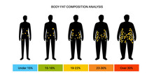 Body Fat Composition