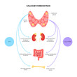 calcium homeostasis diagram