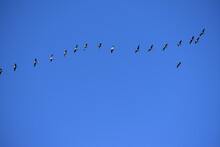 Low Angle Shot Of A Bunch Of Birds Flying In The Clear Skies