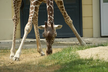 Big Giraffe Eating Grass In The Zoo In Summer