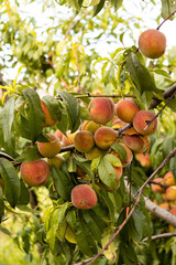 Poster - Ripe peaches on a tree in a garden