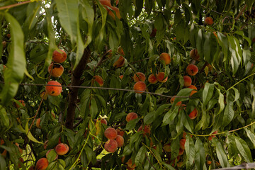 Poster - Ripe peaches on a tree in a garden