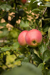 Sticker - Red apples ripening on a tree in a garden