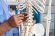 © DC Studio - Close up of nurse pointing at spine bones on human skeleton to explain diagnosis to senior patient. Assistant showing spinal cord to old man for physical recovery and chiropractic remedy