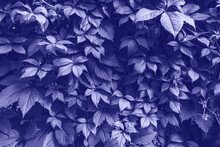 Texture Of Many Fresh Beautiful Leaves Of Wild Grape. Natural Background In Color Of 2022.