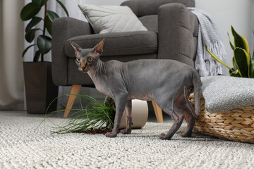 Sticker - Sphynx cat near overturned houseplant on carpet at home