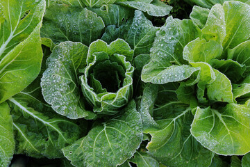 Napa closeup with crystal frost at winter morning