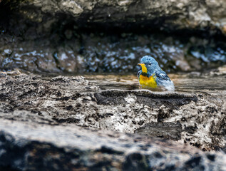 Canvas Print - Cute Northern Parula bird on a rock