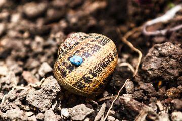 Wall Mural - snail on the ground