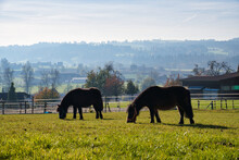 Two Horses Grazing On Green Pasture On A Sunny Day