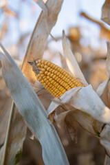 Canvas Print - Ear of ripe yellow corn ready for the harvest in the field