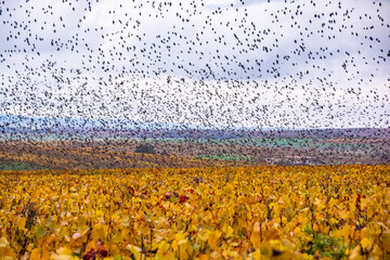 Wall Mural - autumn in champagne