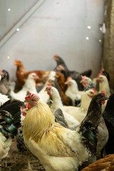 Wall Mural - Flock of chickens inside a pen on a farm