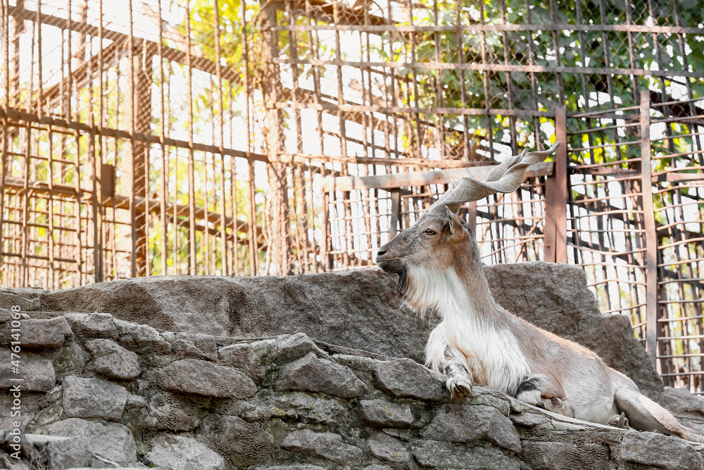 Markhor (Capra fakoneri) in zoological garden