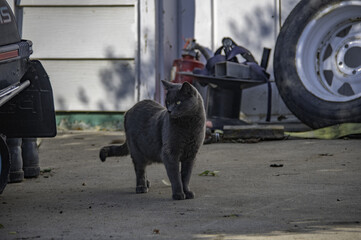 Canvas Print - Closeup shot of a gray cat on a street during the day