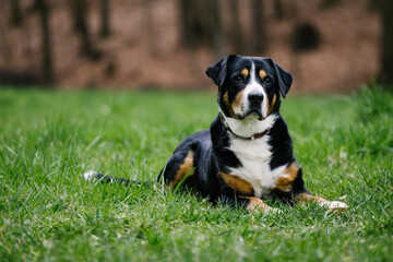 Poster - Closeup shot of a cute Swiss  Entlebucher mountain dog in the park with green grass