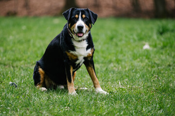 Wall Mural - Closeup of a cute Entlebucher black mountain dog playing at sport training