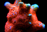 Fototapeta Do akwarium - Montipora colorful stony coral in reef aquarium tank