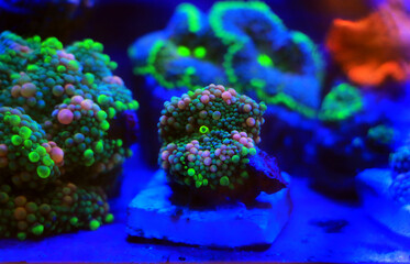 Wall Mural - Ricordea sp. amazing mushroom soft coral