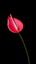 Anthurium Flower, Also Known As Tailflower, Flamingo And Laceleaf, Red Color Flower With Water Droplets Isolated On Black Background, Closeup