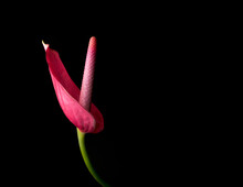 Anthurium Flower, Also Known As Tailflower, Flamingo And Laceleaf, Side View Of A Red Color Flower Isolated On Black Background, Closeup