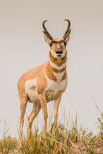 A Pronghorn Buck Stands Alert On A Hilltop