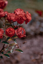 Vertical Shot Of Blooming Spray Rose Algeria Flowers