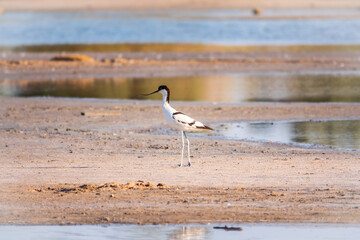 The pied avocet, Recurvirostra avosetta, is a large black and white wader with long, upturned beak