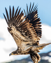 Close Up Of A Young Bald Eagle With Blue Sky, Clouds Background. 
