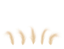 Pampas Grass Collection. Floral Ornament Elements In Boho Style. Vector Illustration Isolated On White Background. Trendy Design For Wedding Invitations, Postcards, Interior Or Flower Arrangements.