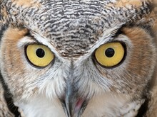 Close Up Of A Great Horned Owl's Face Looking At The Camera With Open Beak