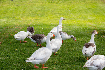 Canvas Print - Geese and ducks walking in a park