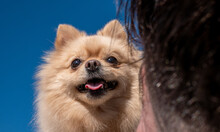Closeup Shot Of A Cute Brown Pomeranian Spitz Carried By The Owner