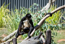 The Spider Monkey Is Resting On A Tree Branch
