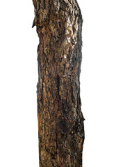 Aufkleber - Trunk of a Tree Isolated On White Background