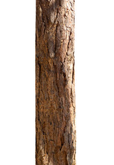 Aufkleber - Trunk of a Tree Isolated On White Background