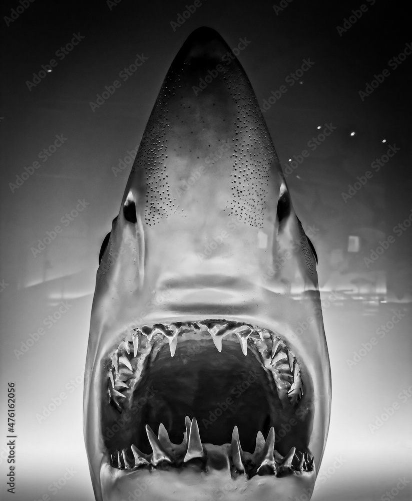Grayscale shot of a daggernose shark behind the glass of an aquarium