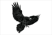 Big Black Raven Flying Vector Illustration Isolated On White Background