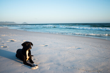 Wall Mural - Mcnab dog on a sunny beach