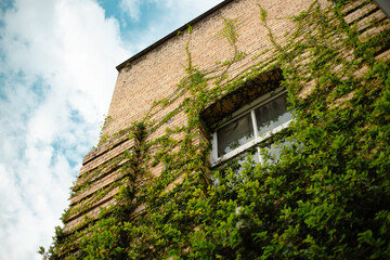 Poster - Low-angle shot of a brick wall and a window covered with green leaves of a plant