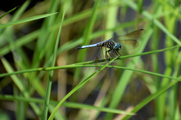 Poster - Selective focus shot of a dragonfly on a blade of grass