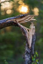 Vertical Shot Of A Broken Tree On A Blurred Background.