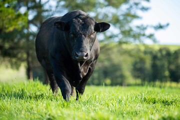 Close up of Stud Beef bulls and cows grazing on grass in a field, in Australia. eating hay and silage. breeds include speckled park, murray grey, angus, brangus and wagyu.