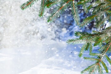 Wall Mural - Beautiful Winter coniferous forest with trees covered frost and snow. Nature Winter background with snowy pine tree branches.