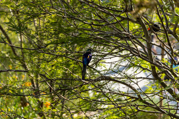 Sticker - Scenic view of a bird perched on a tree branch in the zoo