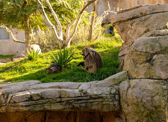 Poster - Brown, fluffy monkey sitting on the grass in the zoo