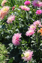 Pink And Orange Dahlia Or Dalia Flowers In The Garden On Summer On A Sunny Day