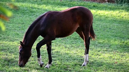 Sticker - The brown horses grazing on a grass field